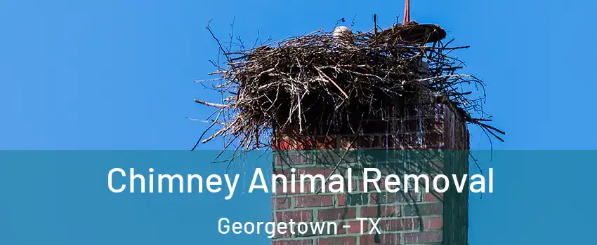 Chimney Animal Removal Georgetown - TX