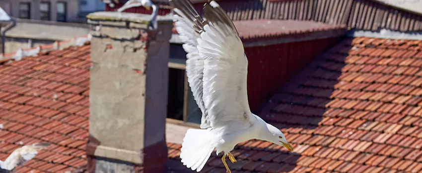 Residential Chimney Animal Removal Solution in Georgetown, TX