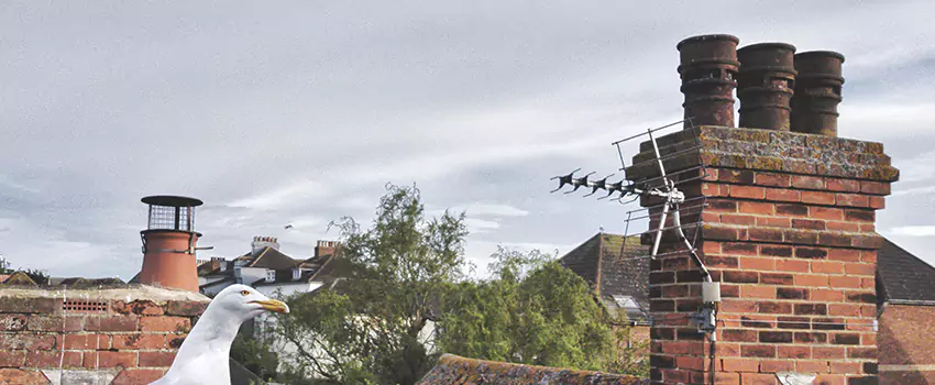 Chimney Cleaning And Restoration in Georgetown, Texas